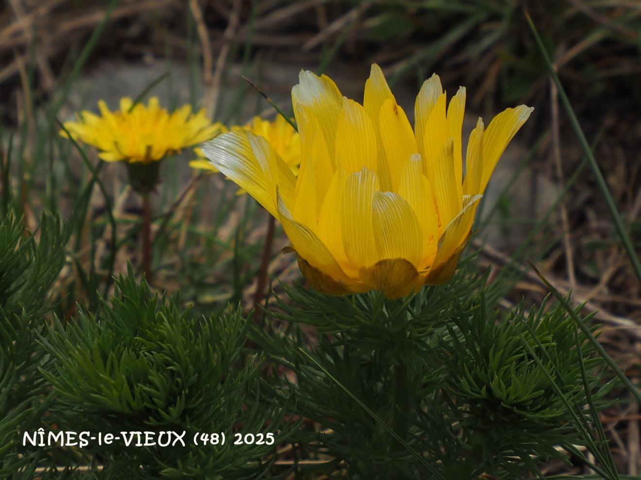 Adonis, Yellow